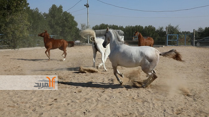 أفضل الخيول العربية وأقدم سلالاتها في مربط خور الزبير بالبصرة 