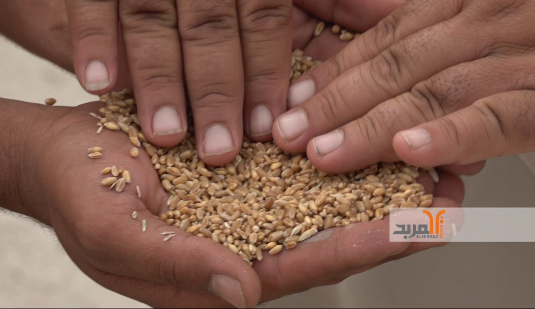 توقعات: المحاصيل المسوقة للحنطة قد تصل إلى 400 ألف طن في ميسان