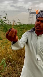 مناشدة من شمال البصرة: زرعنا مستحق حصاد من شهر 4 وماكو حواصيد والزرع كله بالدين؟