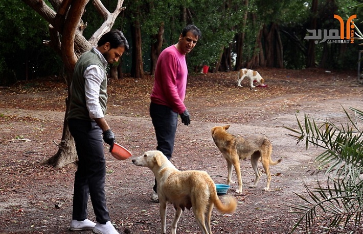 صاحب محمية الكلاب الضالة في البصرة: الكلاب كائنات بريئة بحاجة إلى العطف لا القتل 