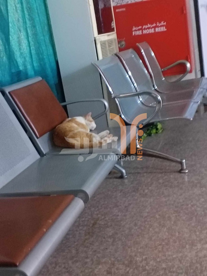  قطة تغفو  بسلام بقاعة الجملة العصبية في مستشفى 
