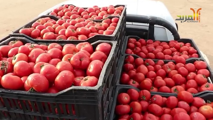 زراعة الزبير: إنتاجنا من الطماطم للموسم الشتوي يغطي حاجة العراق ومستعدون لتصديره