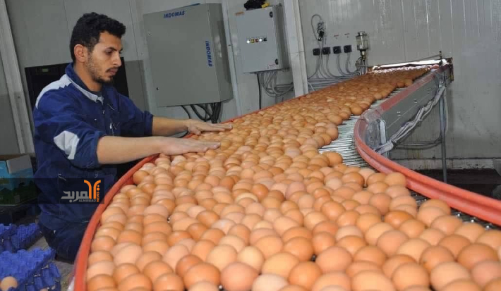 استثمار ميسان: نجحنا بتعزيز الإنتاج الوطني بمشروع إنتاج بيض 