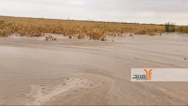 وزارة الزراعة للمربد: سيتم تعويض المزارعين الذين يثبت تضررهم نتيجة الامطار الاخيرة